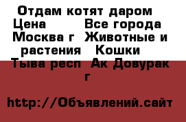 Отдам котят даром › Цена ­ 10 - Все города, Москва г. Животные и растения » Кошки   . Тыва респ.,Ак-Довурак г.